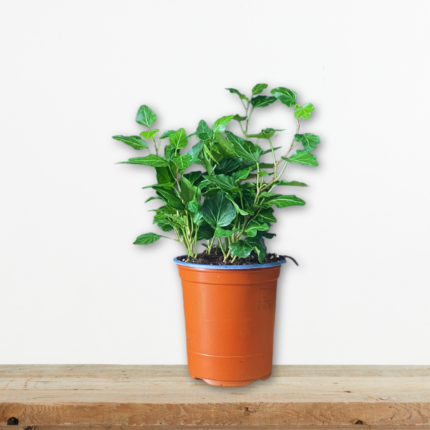 kissos-hedera-helix-anarrixwmeno-fyto-kalysis-greenculture