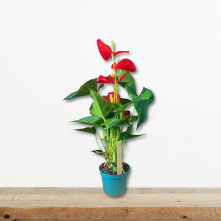 anthurium-anthourio-fyto-eswterikou-xwrou-kokkina-anthi-greenculture