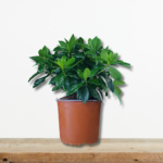 gardenia-jasminoides-gardenia-arwmatiko-fyto-oxyfyllo-greenculture