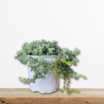 sporoi-diktamo-kritis-origanum-dictamnus-erontas-vontano-greenculture