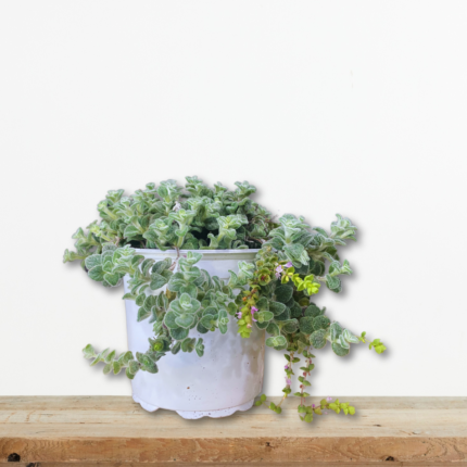 sporoi-diktamo-kritis-origanum-dictamnus-erontas-vontano-greenculture