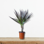 dracaena-marginata-drakayna-fyto-eswterikou-xwrou-greenculture