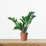 zamioculcas-zamiifolia-zamia-fyto-eswterikou-xwrou-anthetiko-greenculture