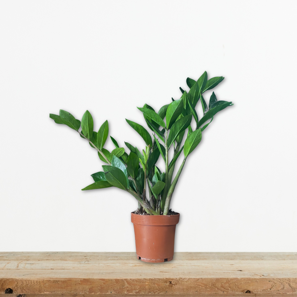 Ζάμια - Ζαμιοκούλκας (Zamioculcas zamiifolia) Το Πιο Ανθεκτικό Φυτό Εσωτερικού Χώρου Green Culture zamioculcas-zamiifolia-zamia-fyto-eswterikou-xwrou-anthetiko-greenculture