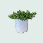 Λεμονοθύμαρο