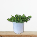 lemonothymaro-aromatiko-fyto-votano-aroma-lemoni-mova-anthi-greenculture