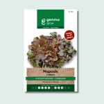 Μαρούλι κατσαρό κόκκινο