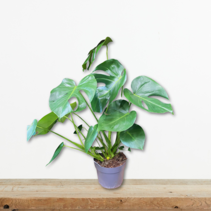 monstera-deliciosa-monstera-fyto-eswterikou-xwrou-deco-greenculture