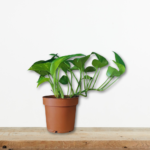 pothos-epipremnum-aureum-kremasto-fyto-eswterikou-xwrou-greenculture