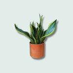 Σανσιβέρια (sansevieria)