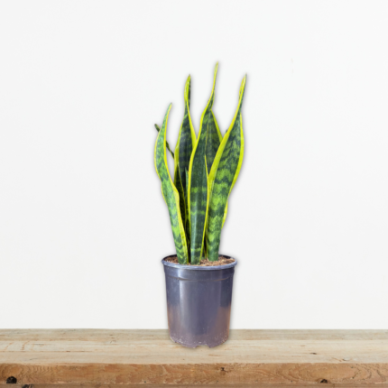 sansevieria-trifasciata-sansiveria-glwssa-petheras-eswterikou-xwrou-greenculture