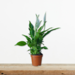 spathiphyllum-spathifyllo-fyto-eswterikou-xwrou-katharismos-aera-greenculture