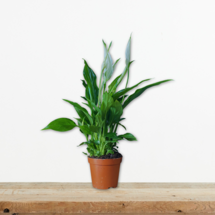 spathiphyllum-spathifyllo-fyto-eswterikou-xwrou-katharismos-aera-greenculture