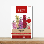 sporoi-violeta-dipli-gigas-migma-matthiola-incana-aromatiko-louloudi-greenculture