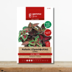 sporoi-koleos-oraiofyllo-migma-coleus-hybridus-glastra-skia-greenculture