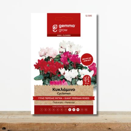 sporoi-kyklamino-gigas-persias-migma-cyclamen-persicum-glastra-xeimonas-greenculture