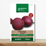 sporoi-pantzari-detroit-2-beta-vulgaris-kokkino-pantzari-grigori-sygkomidi-greenculture