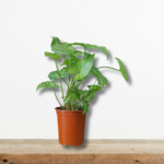 syngonium-podophyllum-anarrichomeno-fyto-esoterikou-chorou-greenculture