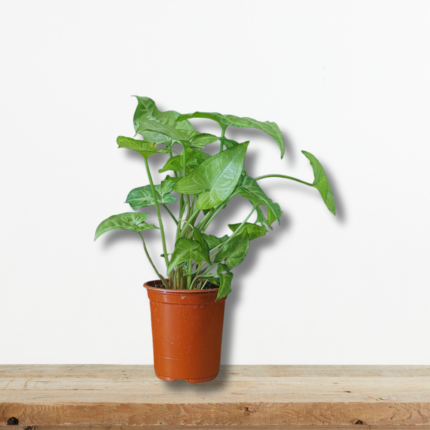 syngonium-podophyllum-anarrichomeno-fyto-esoterikou-chorou-greenculture