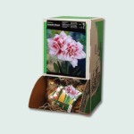 Αμαρυλλίδες Διπλές Elvas