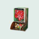 Αμαρυλλίδες διπλές Splash