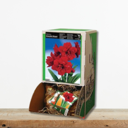 amaryllida-dipli-red-peacock-bolbos-kokkino-anthos-hippeastrum-greenculture