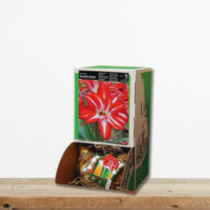 amaryllida-dipli-splash-r104-bolbos-kokkino-leyko-hippeastrum-greenculture