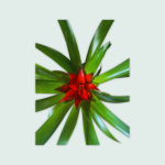 Γκουζμάνια Τέμπο