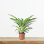 guzmania-lingulata-gkousmania-tropiko-fyto-eswterikou-xwrou-greenculture