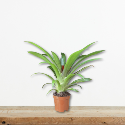 guzmania-lingulata-gkousmania-tropiko-fyto-eswterikou-xwrou-greenculture