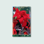 Κάννα Black Night