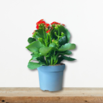 kalanchoe-fyto-glastra-paxyfyto-anthoforia-xeimona-greenculture