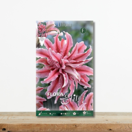 lilium-oriental-diplo-magic-star-aromatiko-krino-volvos-greenculture