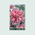 Λίλιουμ Οριεντάλ Διπλό Magic Star