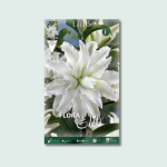 Λίλιουμ Οριεντάλ Διπλό Polar Star