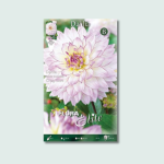 Ντάλια Crazy Love