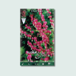 Ντισέντρα Spectabillis Pink