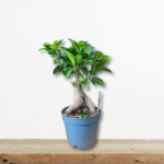 ficus-bonsai-fykos-mponsai-esoterikou-chorou-katharismos-aera-greenculture