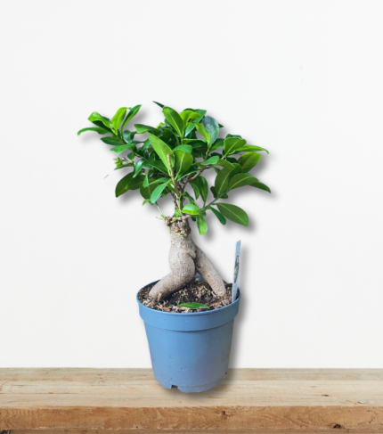 ficus-bonsai-fykos-mponsai-esoterikou-chorou-katharismos-aera-greenculture