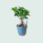 Φίκος μπονσάι