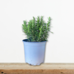 dendrolivano-rosmarinus-officinalis-aromatiko-fyto-vontano-greenculture