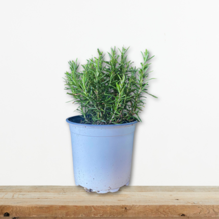 dendrolivano-rosmarinus-officinalis-aromatiko-fyto-vontano-greenculture