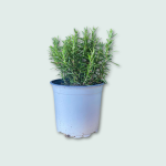 Δεντρολίβανο