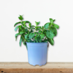 dyosmos-avarsamos-mentha-spicata-aromatiko-vontano-glastra-greenculture