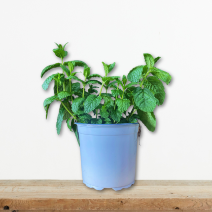 dyosmos-avarsamos-mentha-spicata-aromatiko-vontano-glastra-greenculture