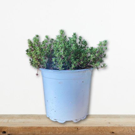fyto-thymari-se-glastra-thymus-vulgaris-aromatika-votana-greenculture