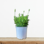 levanta-aromatiko-fyto-votano-kalokairini-anthoforia-mova-anthi-greenculture