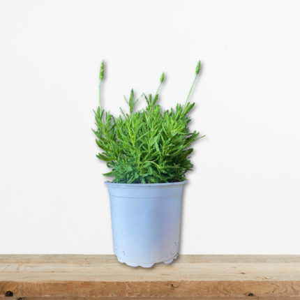 levanta-aromatiko-fyto-votano-kalokairini-anthoforia-mova-anthi-greenculture