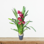 orchid-cymbidium-orxidea-fyto-eswterikou-xwρου-greenculture