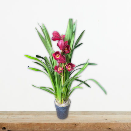 orchid-cymbidium-orxidea-fyto-eswterikou-xwρου-greenculture
